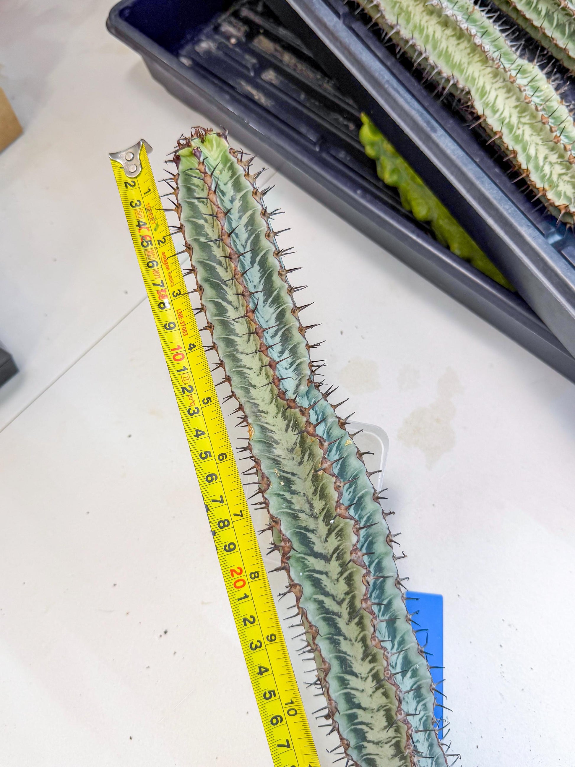 Euphorb Confinalis ssp. Rhodesia (bb) | Rare Succulent