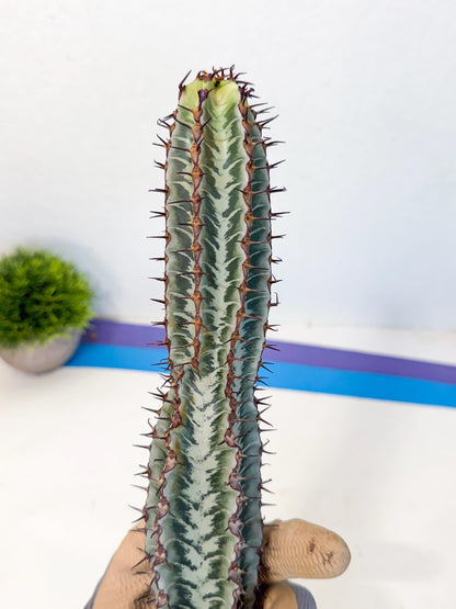 Euphorb Confinalis ssp. Rhodesia (bb) | Rare Succulent