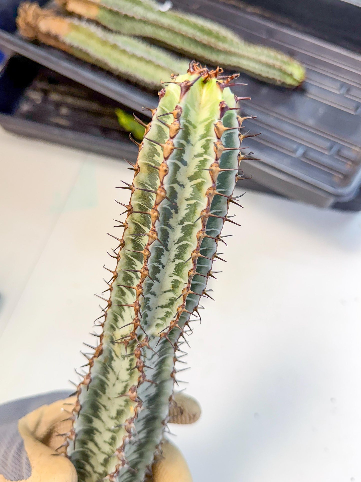 Euphorb Confinalis ssp. Rhodesia (bb) | Rare Succulent