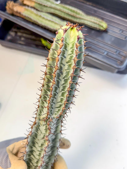 Euphorb Confinalis ssp. Rhodesia (bb) | Rare Succulent