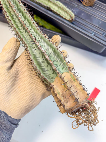 Euphorb Confinalis ssp. Rhodesia (rr) | Rare Succulent