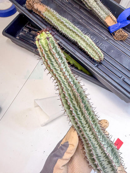Euphorb Confinalis ssp. Rhodesia (rr) | Rare Succulent