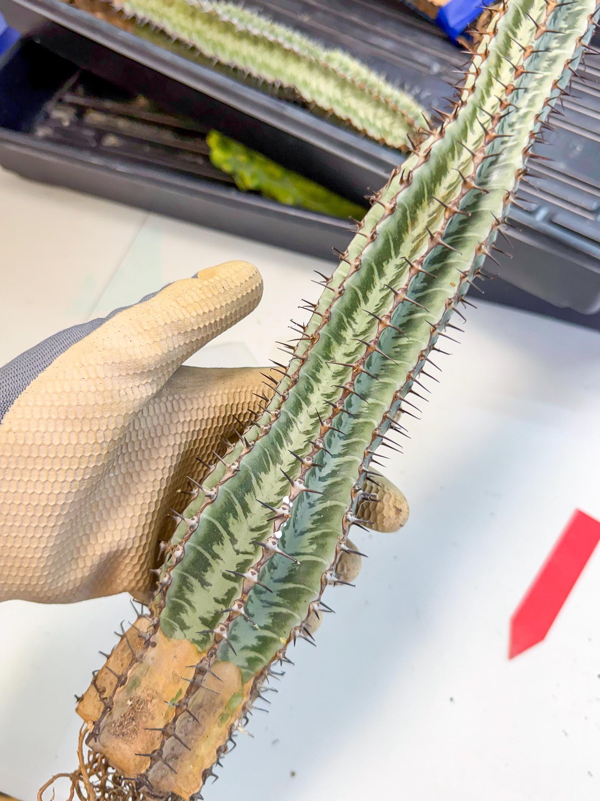 Euphorb Confinalis ssp. Rhodesia (rr) | Rare Succulent