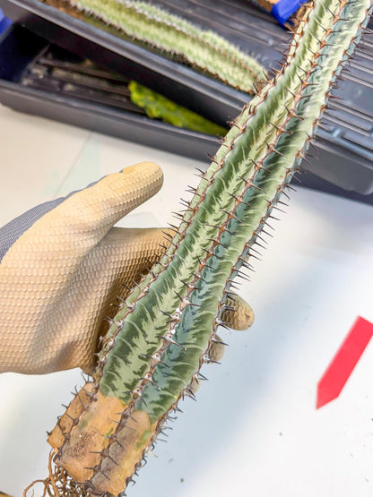 Euphorb Confinalis ssp. Rhodesia (rr) | Rare Succulent