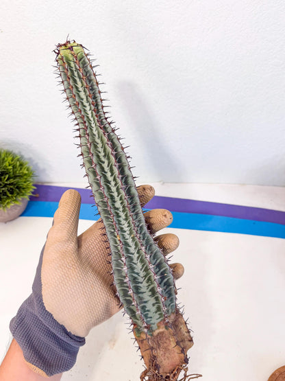 Euphorb Confinalis ssp. Rhodesia (rr) | Rare Succulent