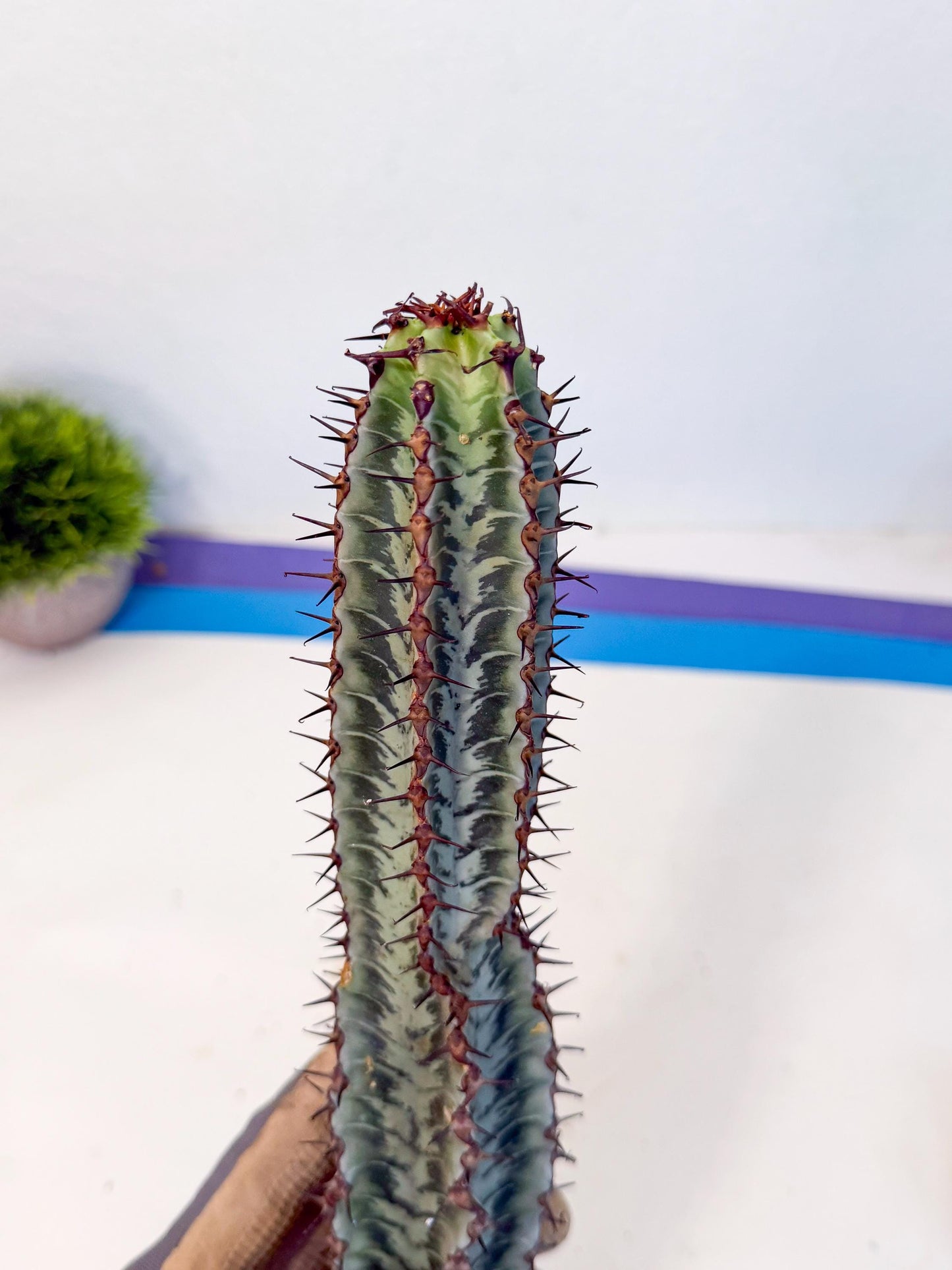 Euphorb Confinalis ssp. Rhodesia (bb) | Rare Succulent