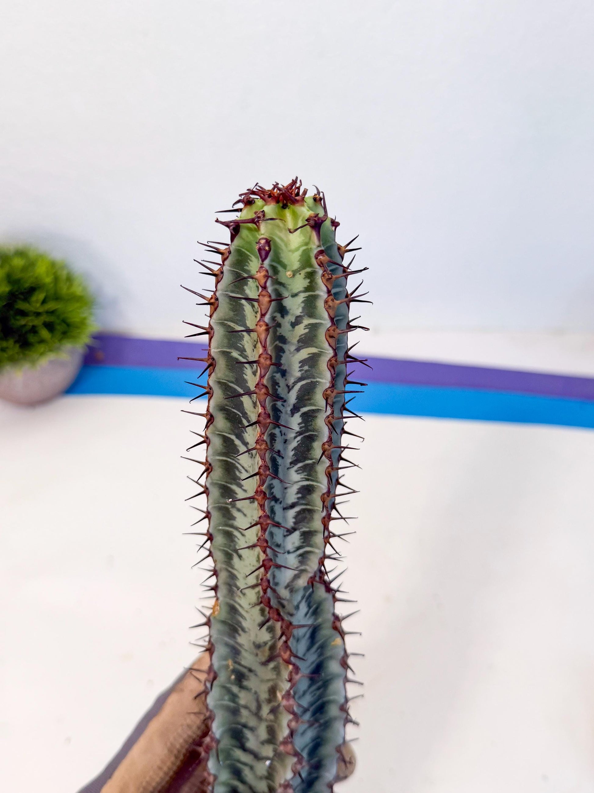 Euphorb Confinalis ssp. Rhodesia (bb) | Rare Succulent