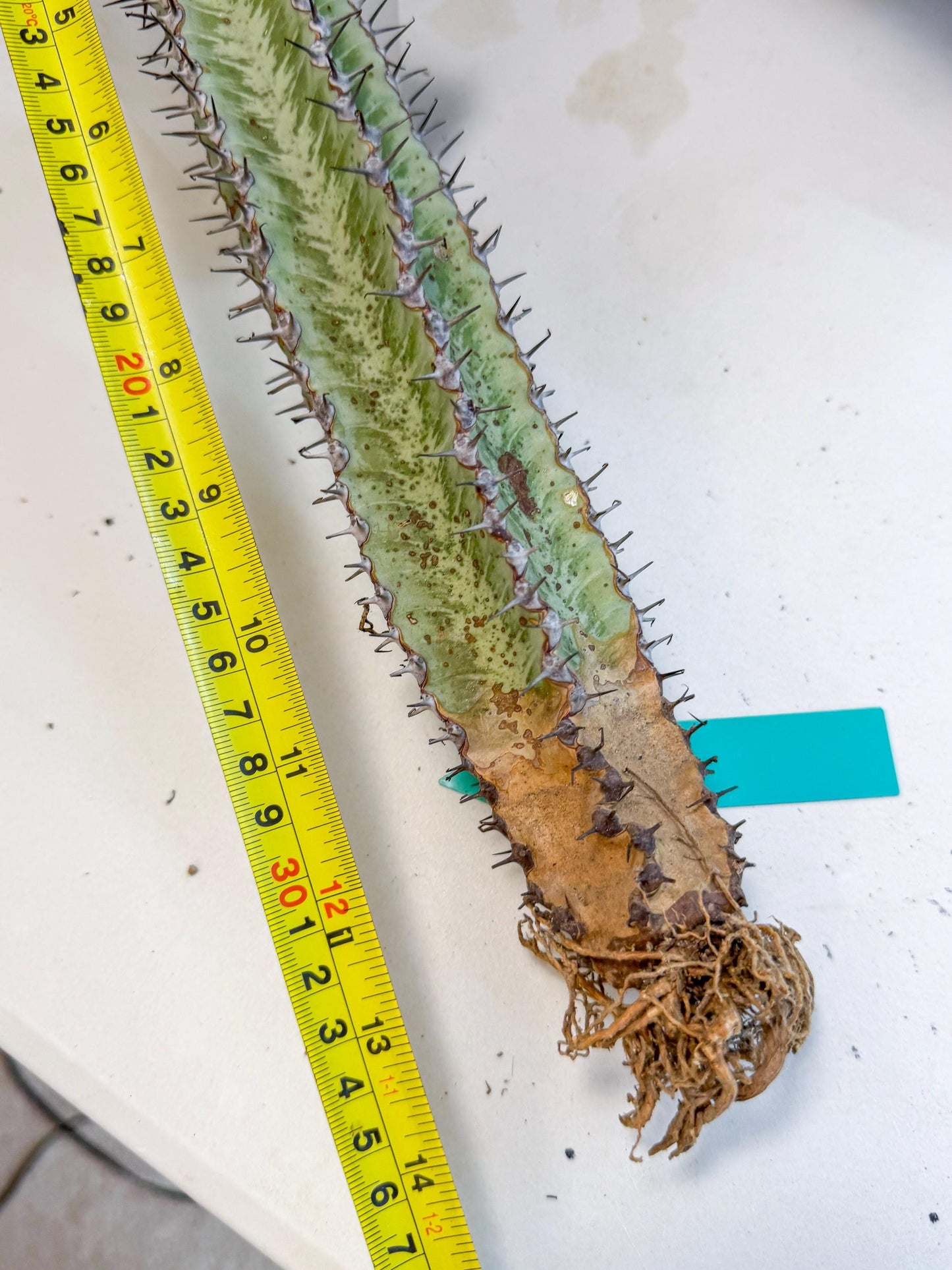 Euphorb Confinalis ssp. Rhodesia (gg) | Rare Succulent