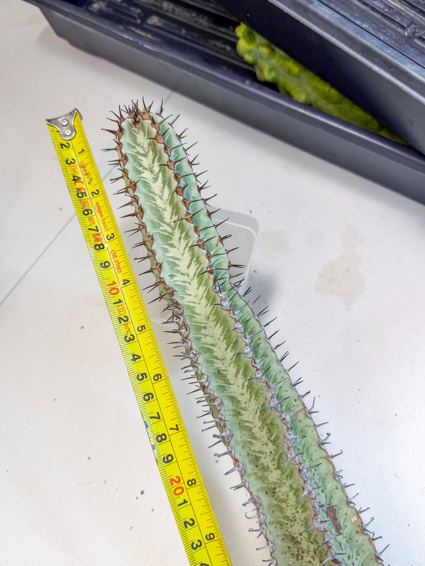 Euphorb Confinalis ssp. Rhodesia (gg) | Rare Succulent