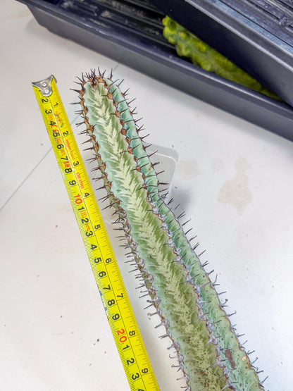 Euphorb Confinalis ssp. Rhodesia (gg) | Rare Succulent