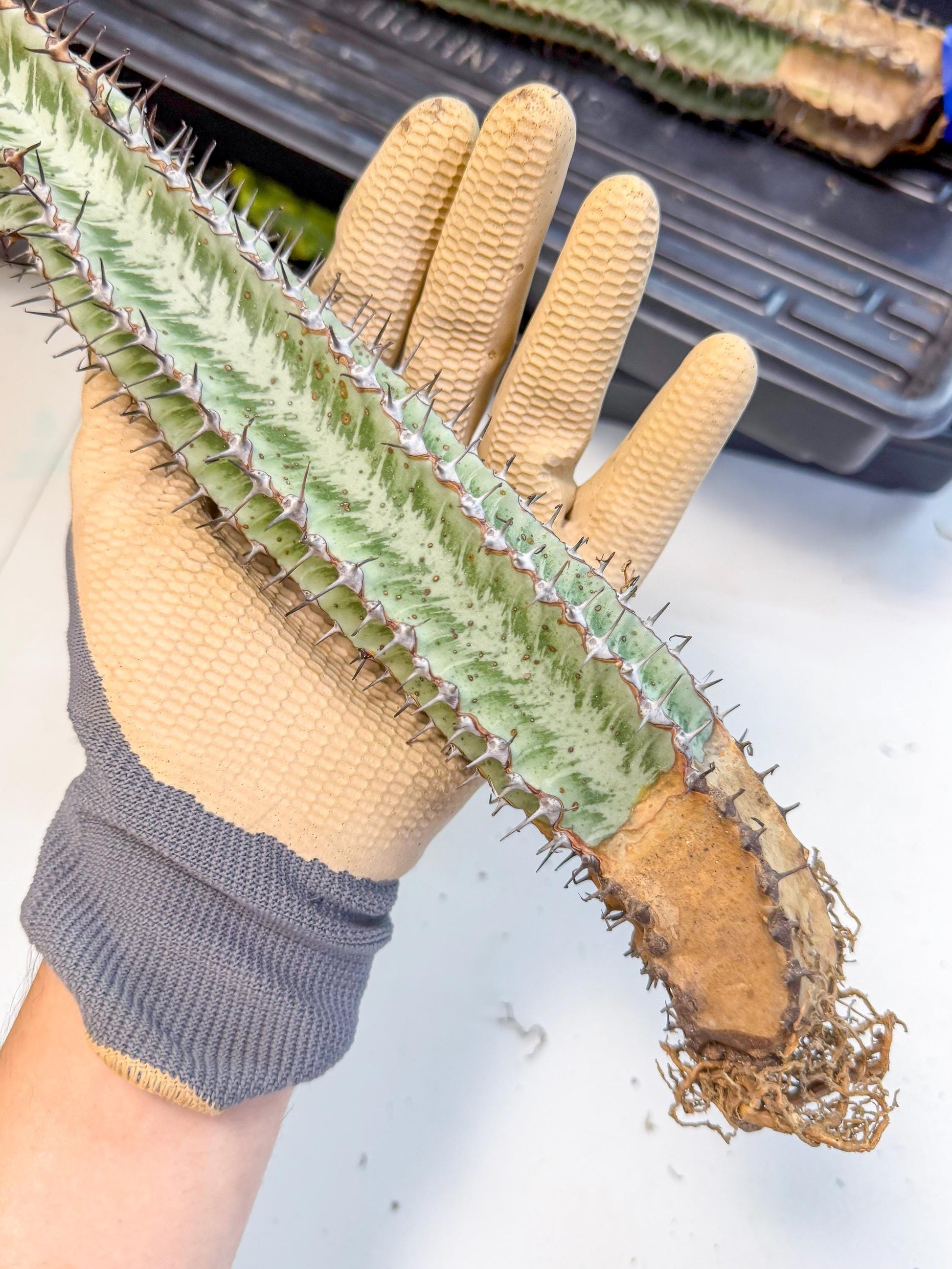 Euphorb Confinalis ssp. Rhodesia (gg) | Rare Succulent