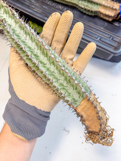 Euphorb Confinalis ssp. Rhodesia (gg) | Rare Succulent