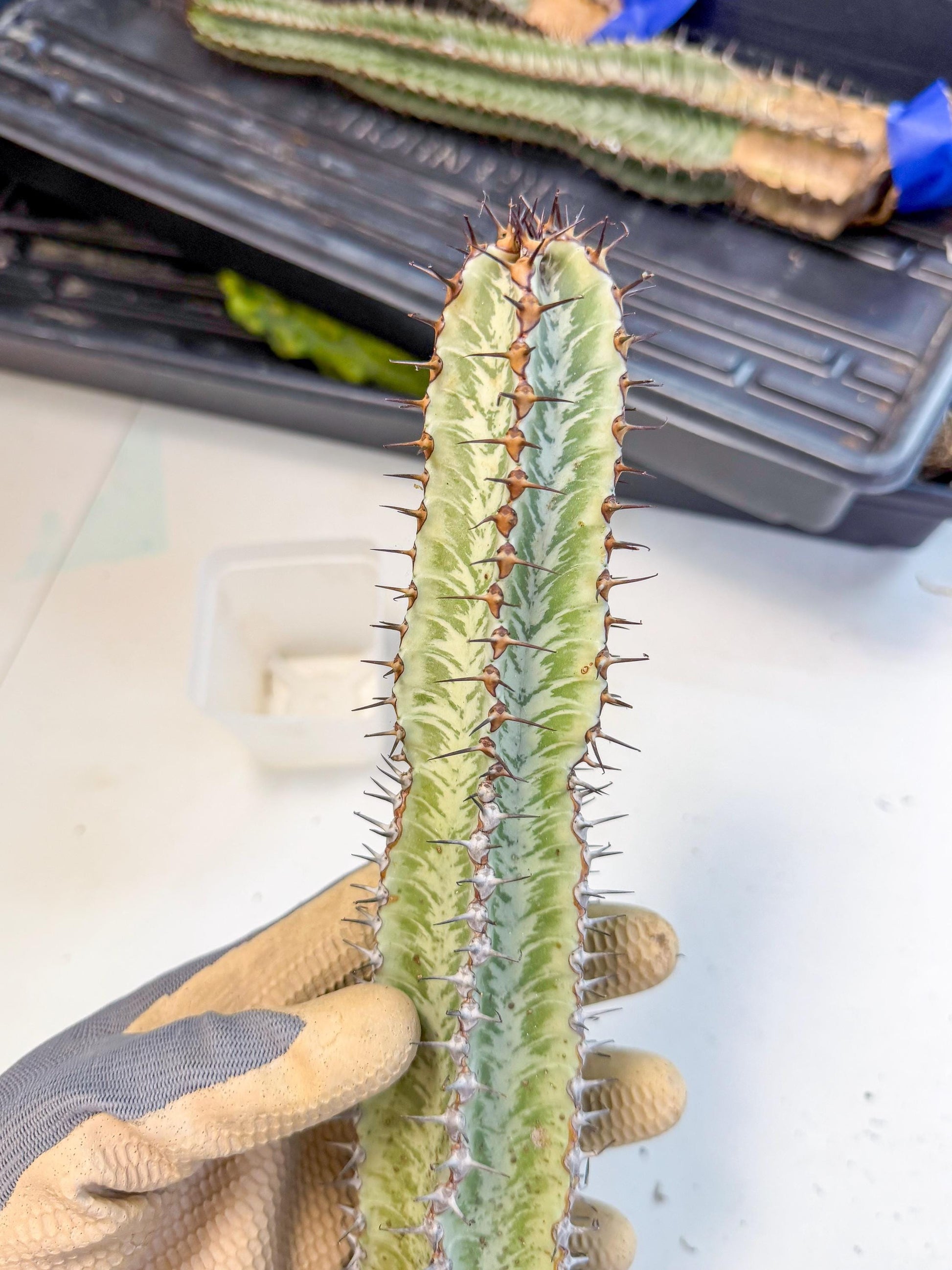 Euphorb Confinalis ssp. Rhodesia (gg) | Rare Succulent