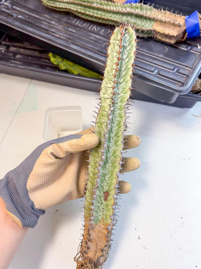 Euphorb Confinalis ssp. Rhodesia (gg) | Rare Succulent
