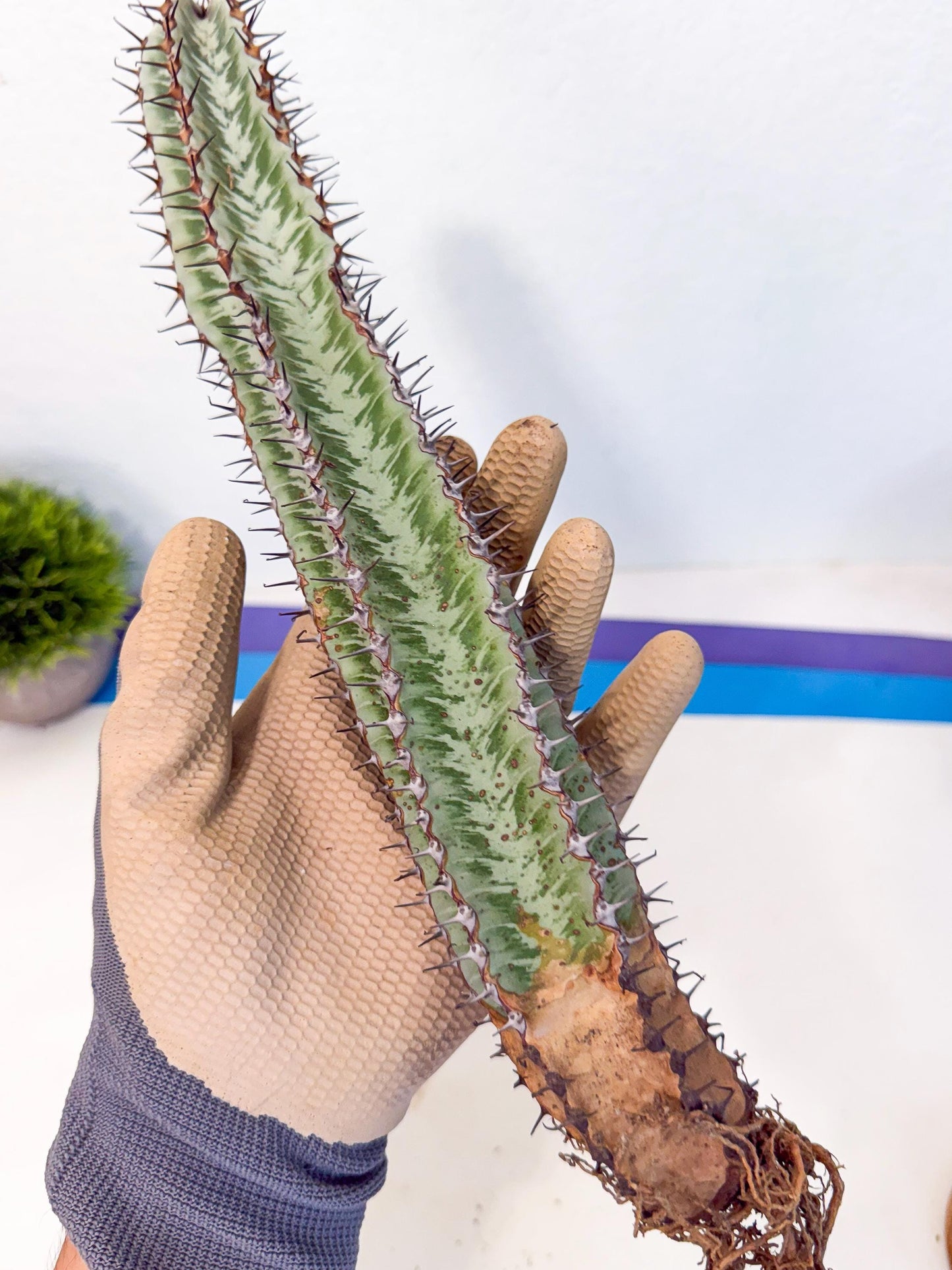 Euphorb Confinalis ssp. Rhodesia (gg) | Rare Succulent