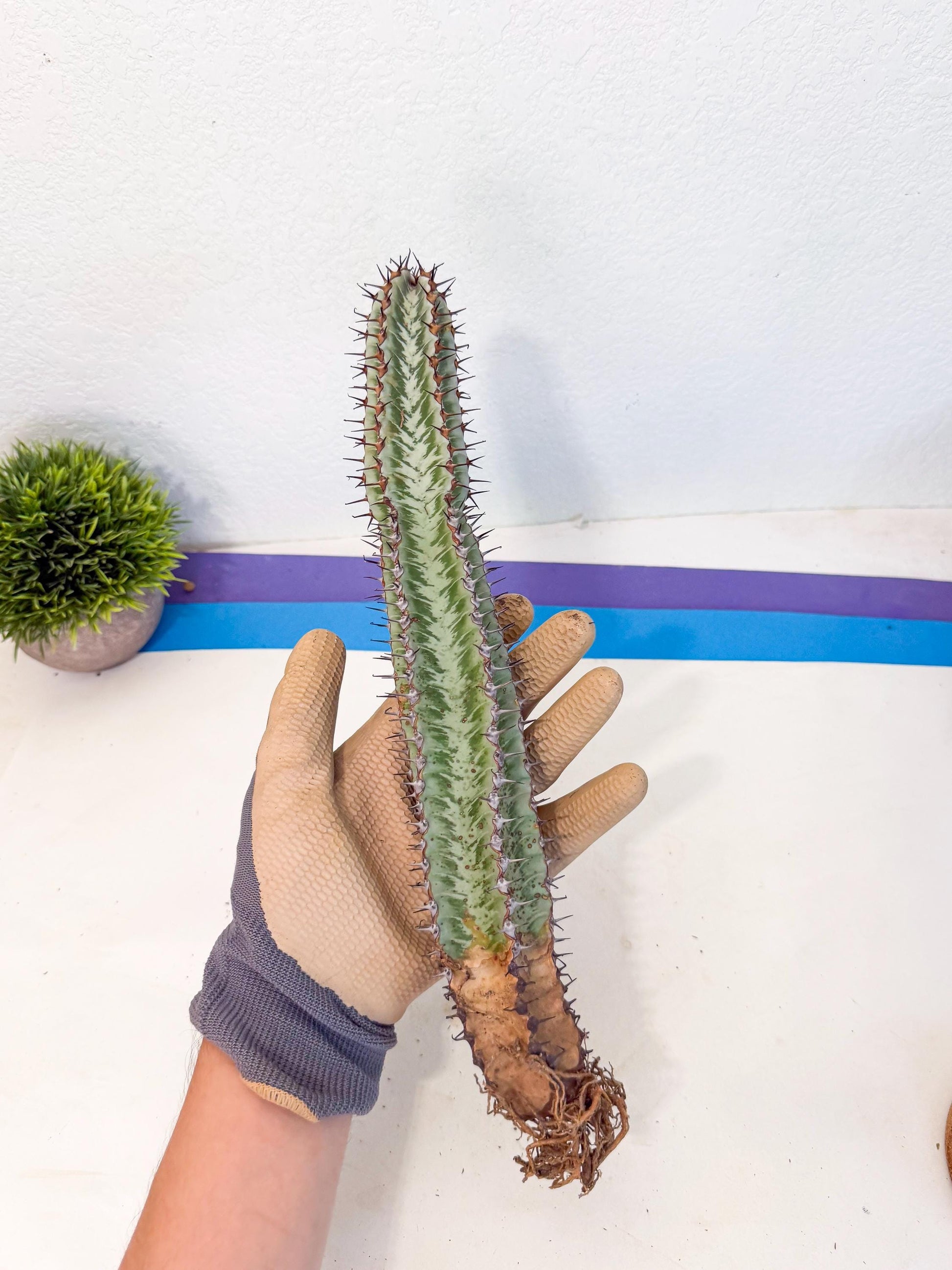 Euphorb Confinalis ssp. Rhodesia (gg) | Rare Succulent