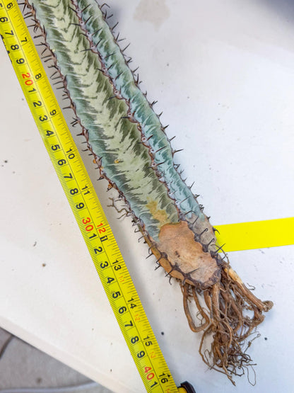 Euphorb Confinalis ssp. Rhodesia (yy) | Rare Succulent