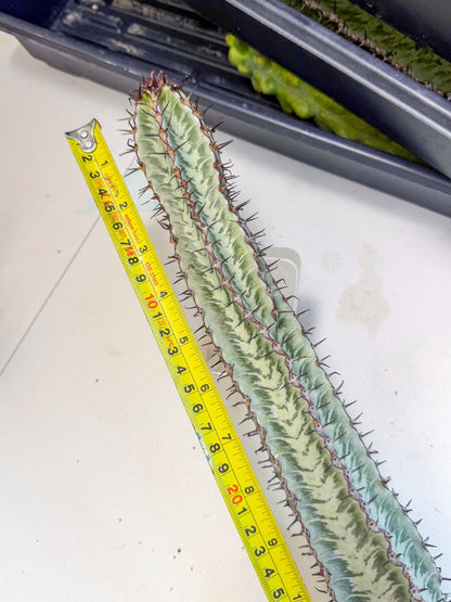 Euphorb Confinalis ssp. Rhodesia (yy) | Rare Succulent