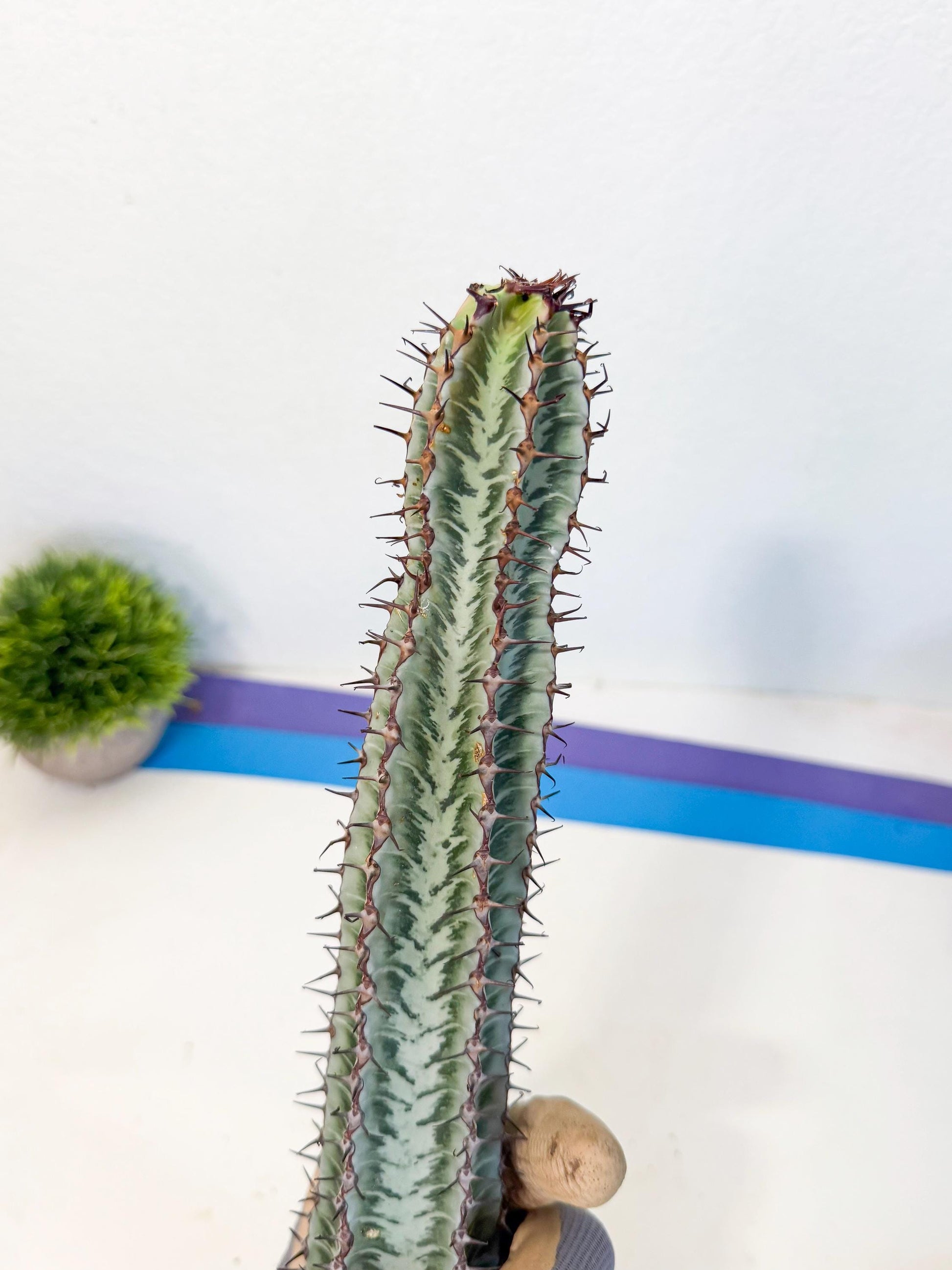 Euphorb Confinalis ssp. Rhodesia (yy) | Rare Succulent