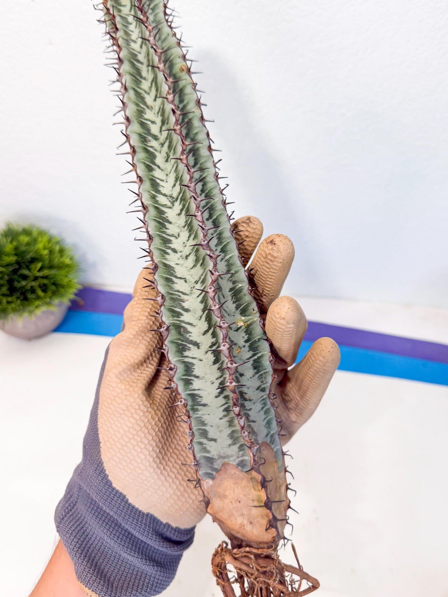 Euphorb Confinalis ssp. Rhodesia (yy) | Rare Succulent