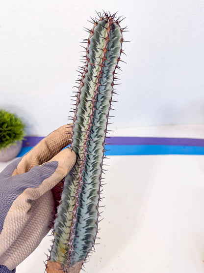 Euphorb Confinalis ssp. Rhodesia (pp) | Rare Succulent