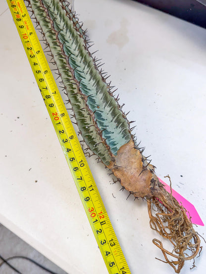 Euphorb Confinalis ssp. Rhodesia (pp) | Rare Succulent