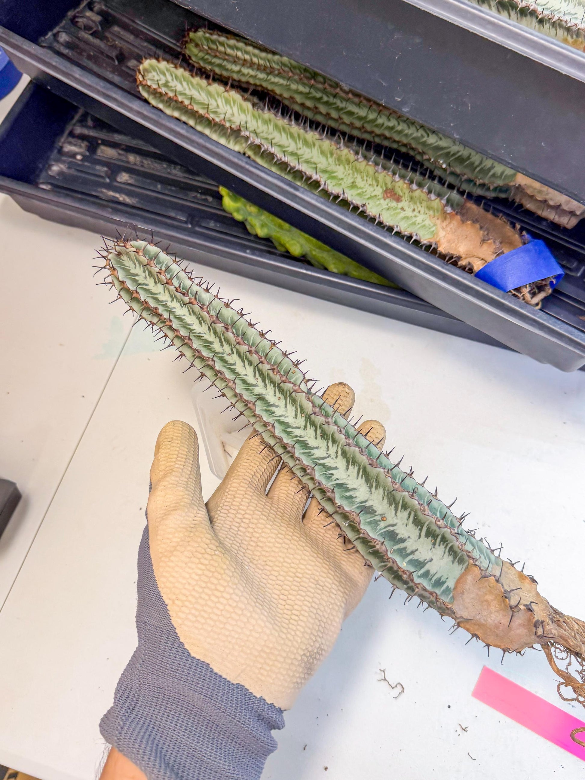 Euphorb Confinalis ssp. Rhodesia (pp) | Rare Succulent