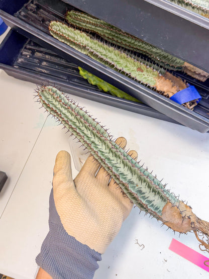 Euphorb Confinalis ssp. Rhodesia (pp) | Rare Succulent