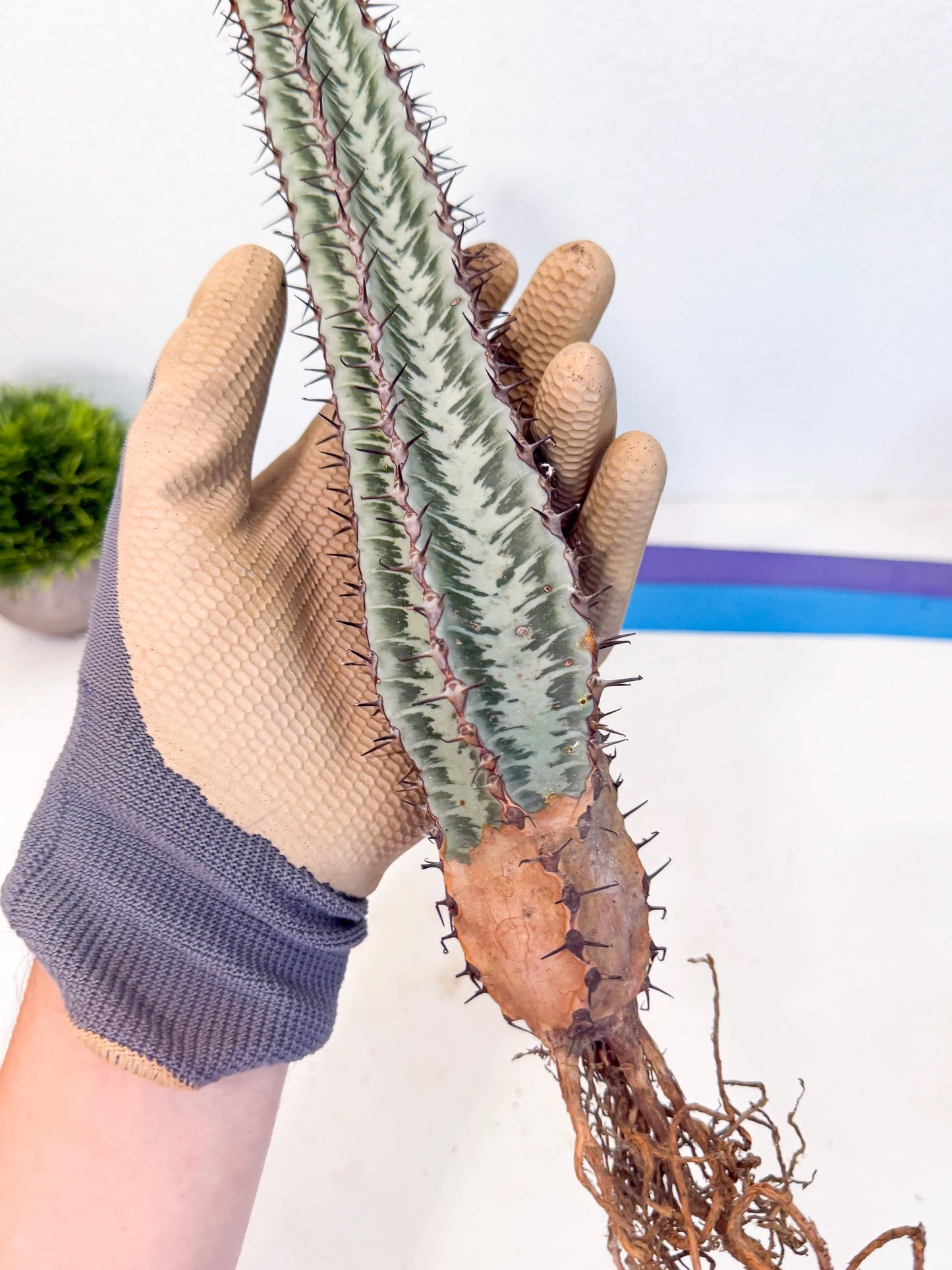 Euphorb Confinalis ssp. Rhodesia (pp) | Rare Succulent
