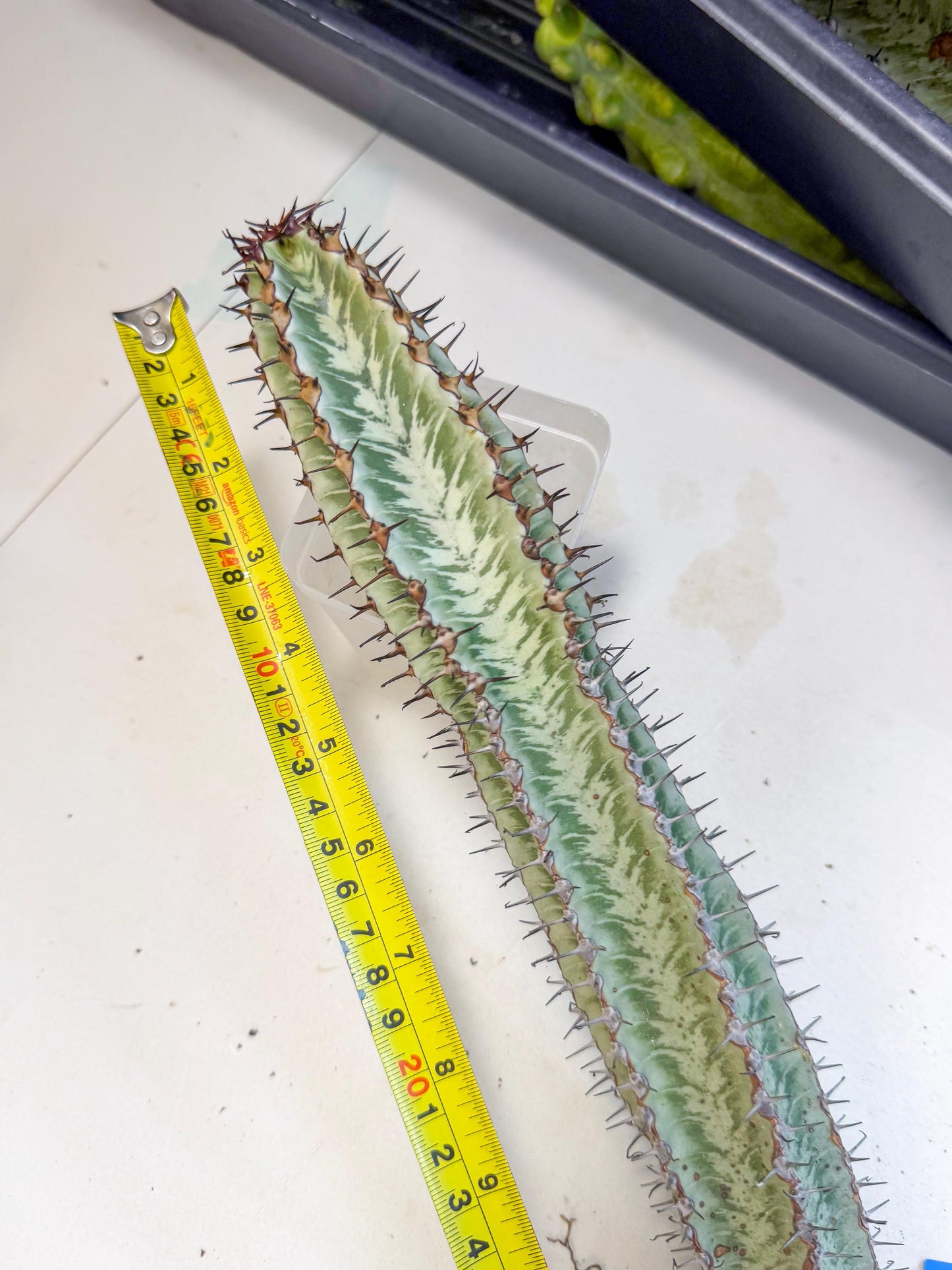 Euphorb Confinalis ssp. Rhodesia (002) | Rare Succulent
