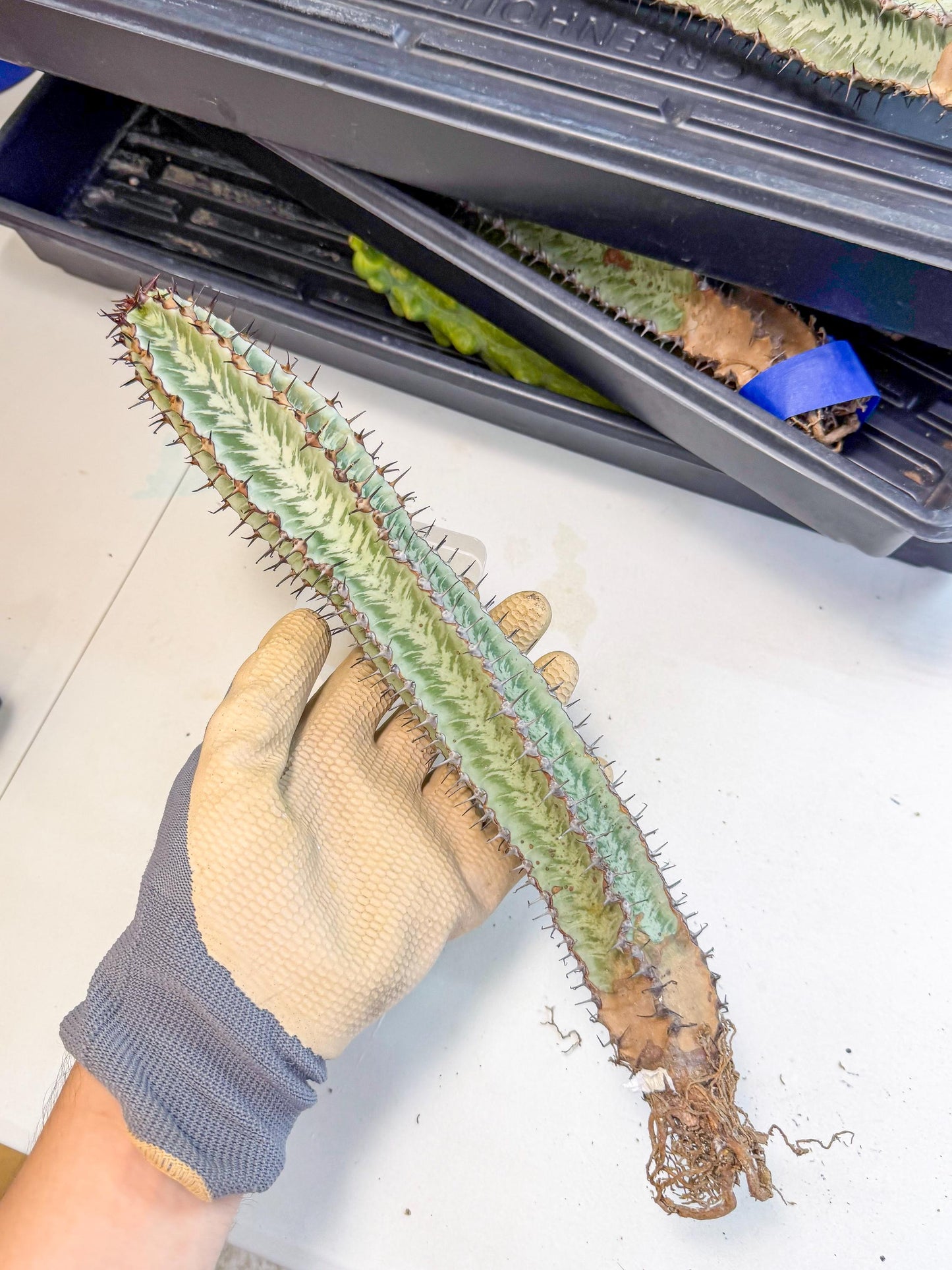 Euphorb Confinalis ssp. Rhodesia (002) | Rare Succulent