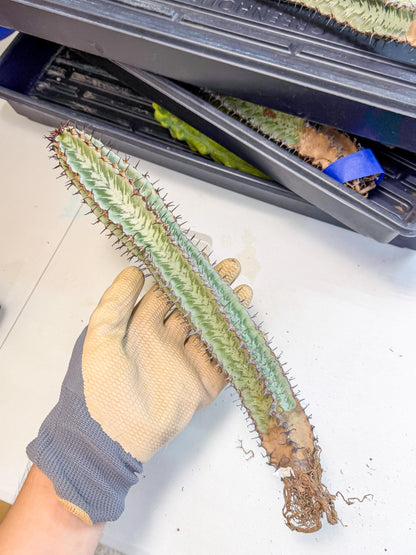 Euphorb Confinalis ssp. Rhodesia (002) | Rare Succulent