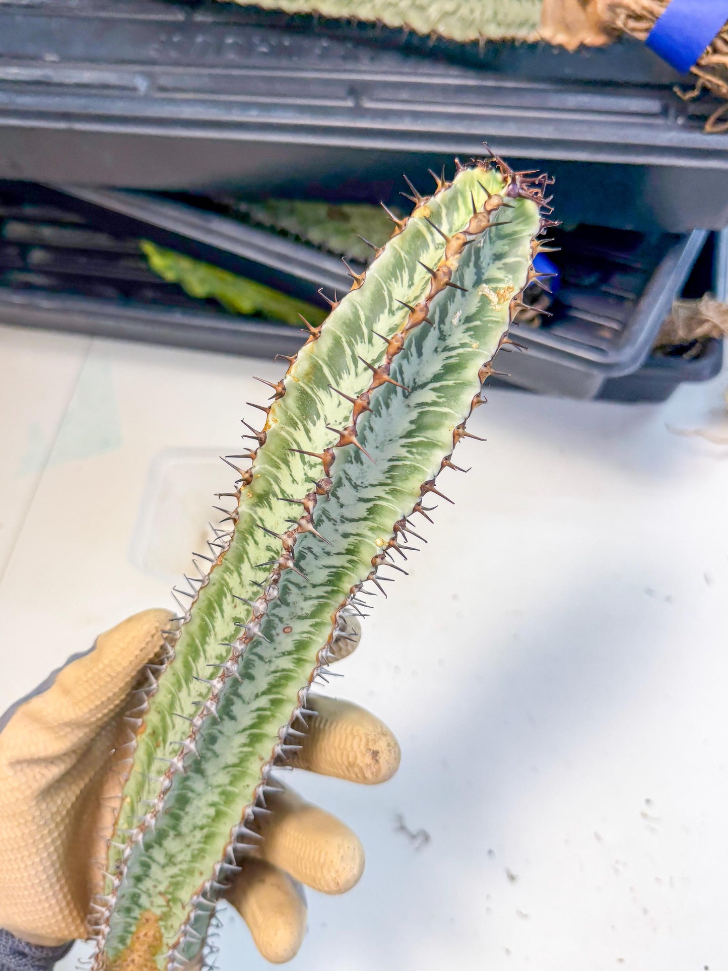 Euphorb Confinalis ssp. Rhodesia (002) | Rare Succulent