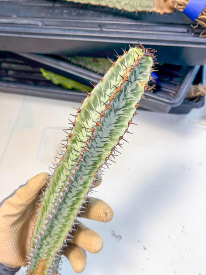 Euphorb Confinalis ssp. Rhodesia (002) | Rare Succulent