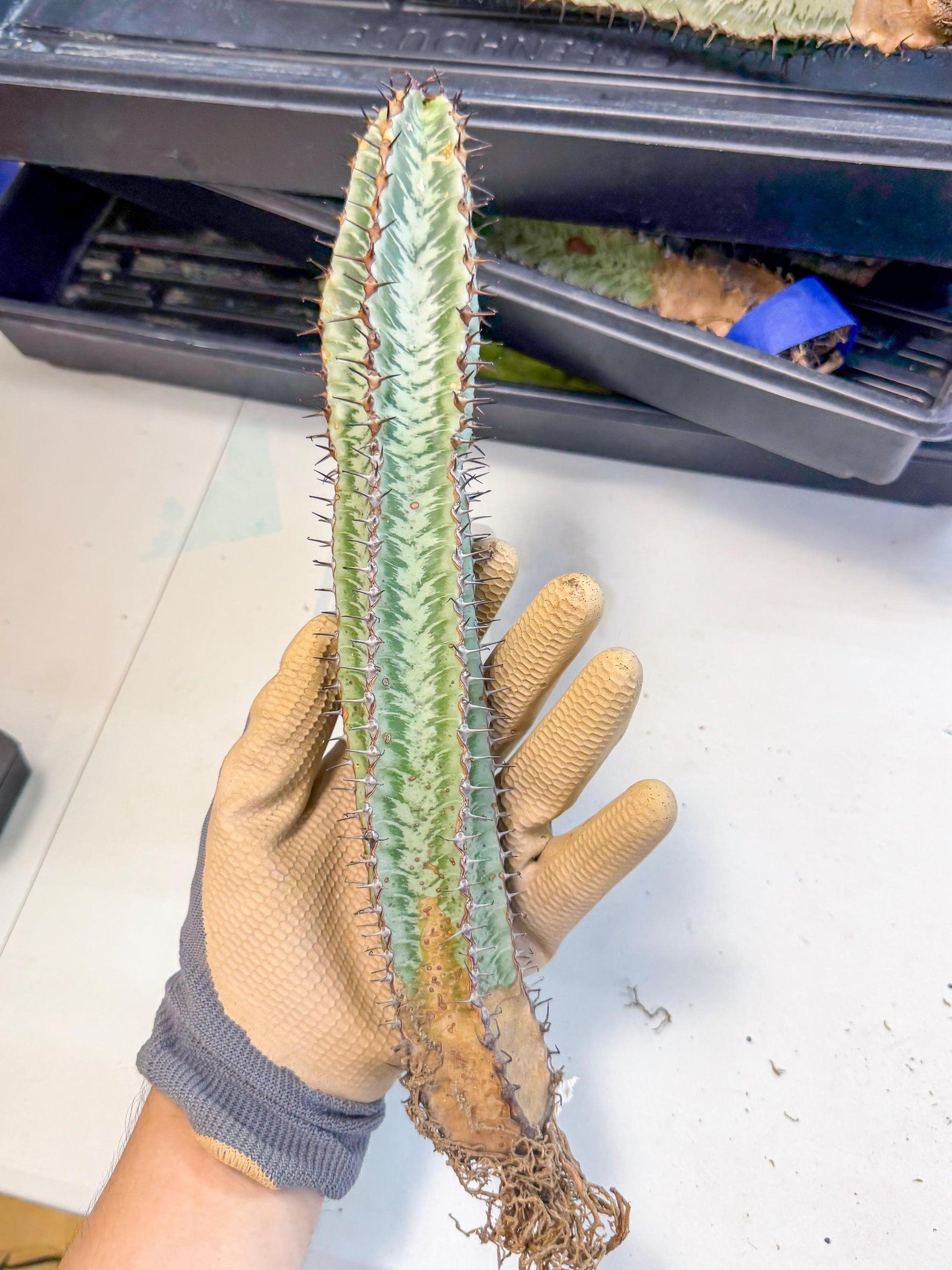 Euphorb Confinalis ssp. Rhodesia (002) | Rare Succulent
