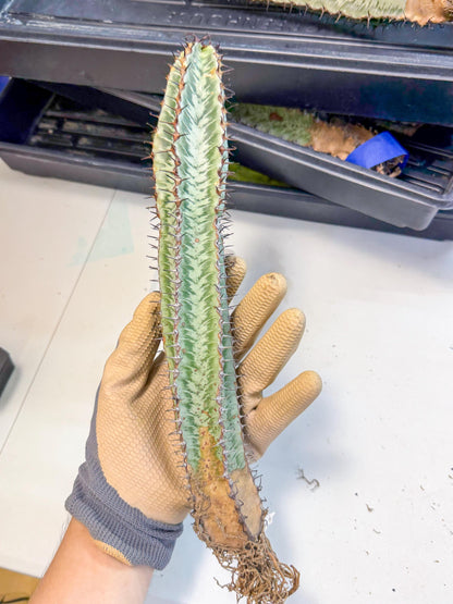 Euphorb Confinalis ssp. Rhodesia (002) | Rare Succulent