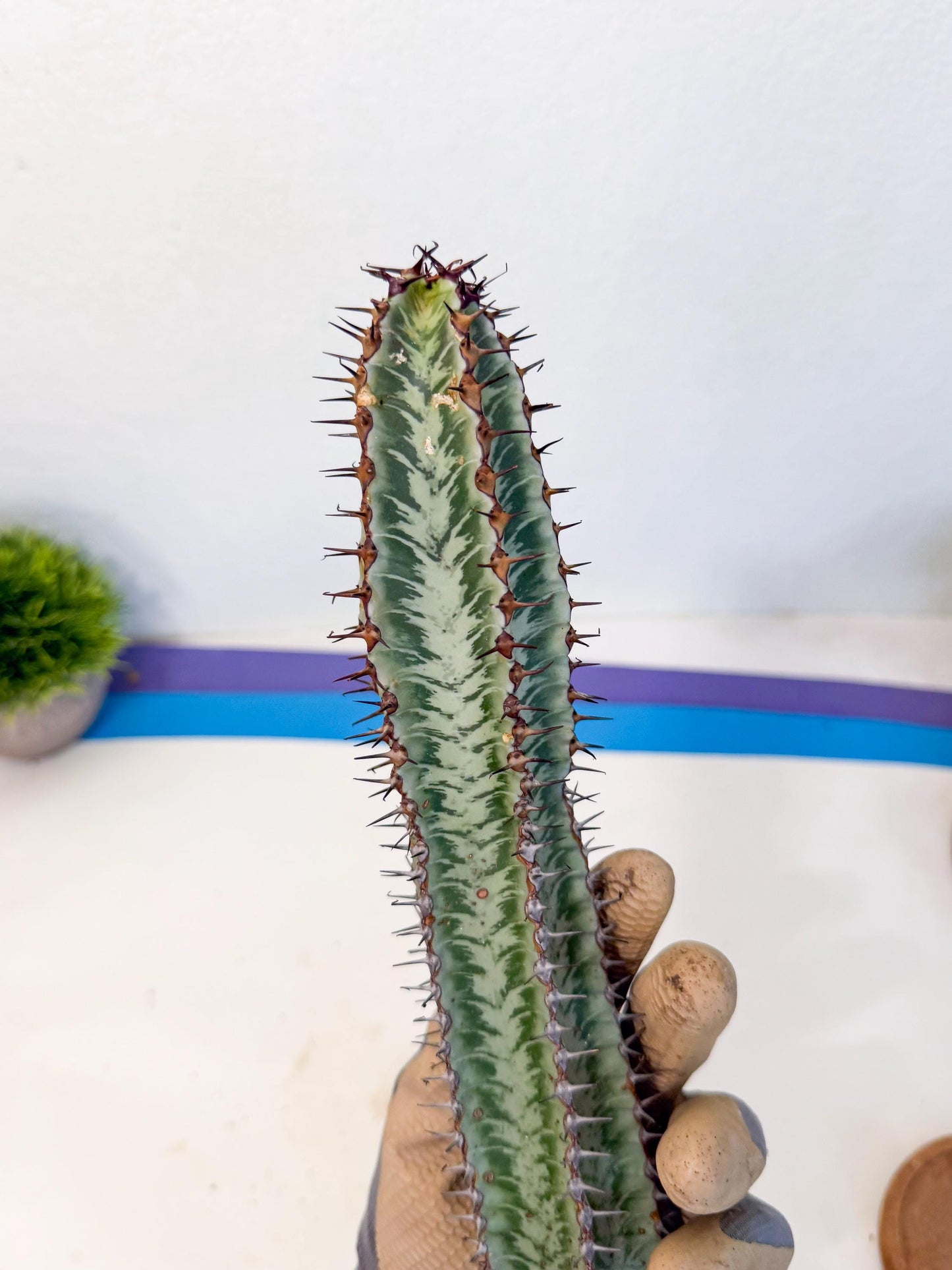 Euphorb Confinalis ssp. Rhodesia (002) | Rare Succulent