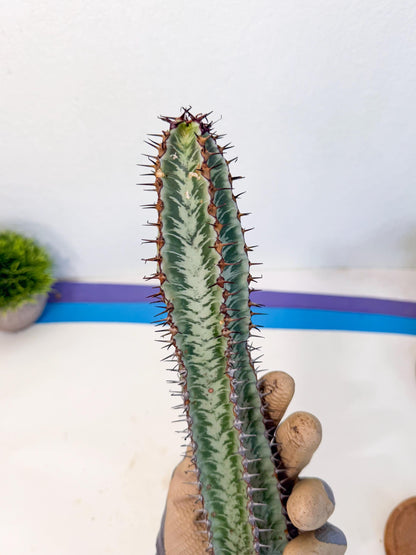Euphorb Confinalis ssp. Rhodesia (002) | Rare Succulent