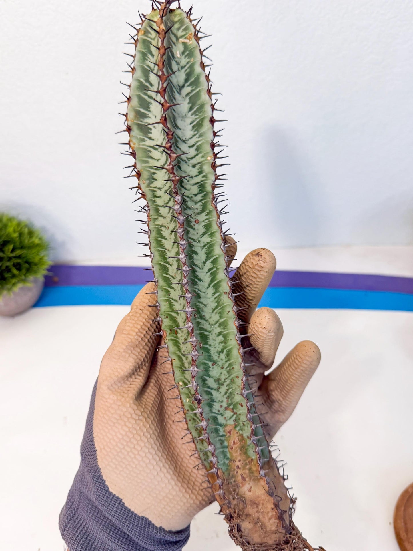 Euphorb Confinalis ssp. Rhodesia (002) | Rare Succulent