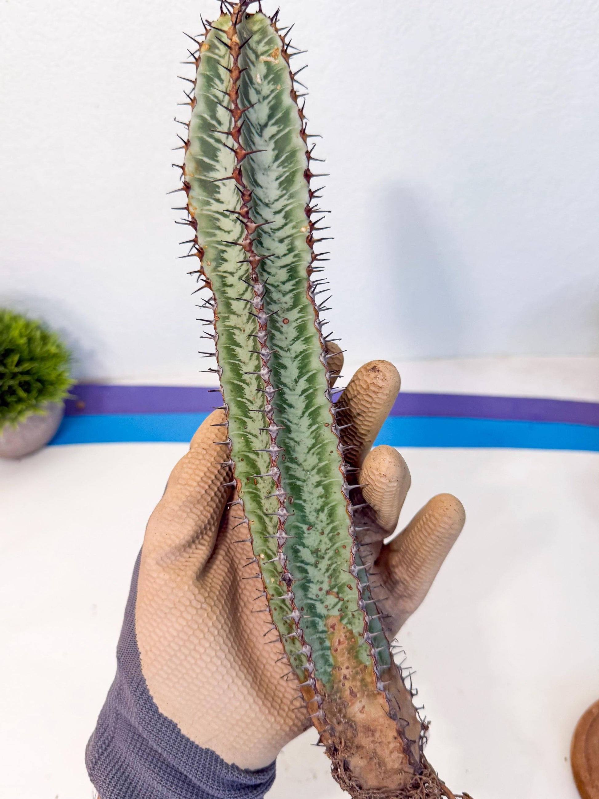 Euphorb Confinalis ssp. Rhodesia (002) | Rare Succulent