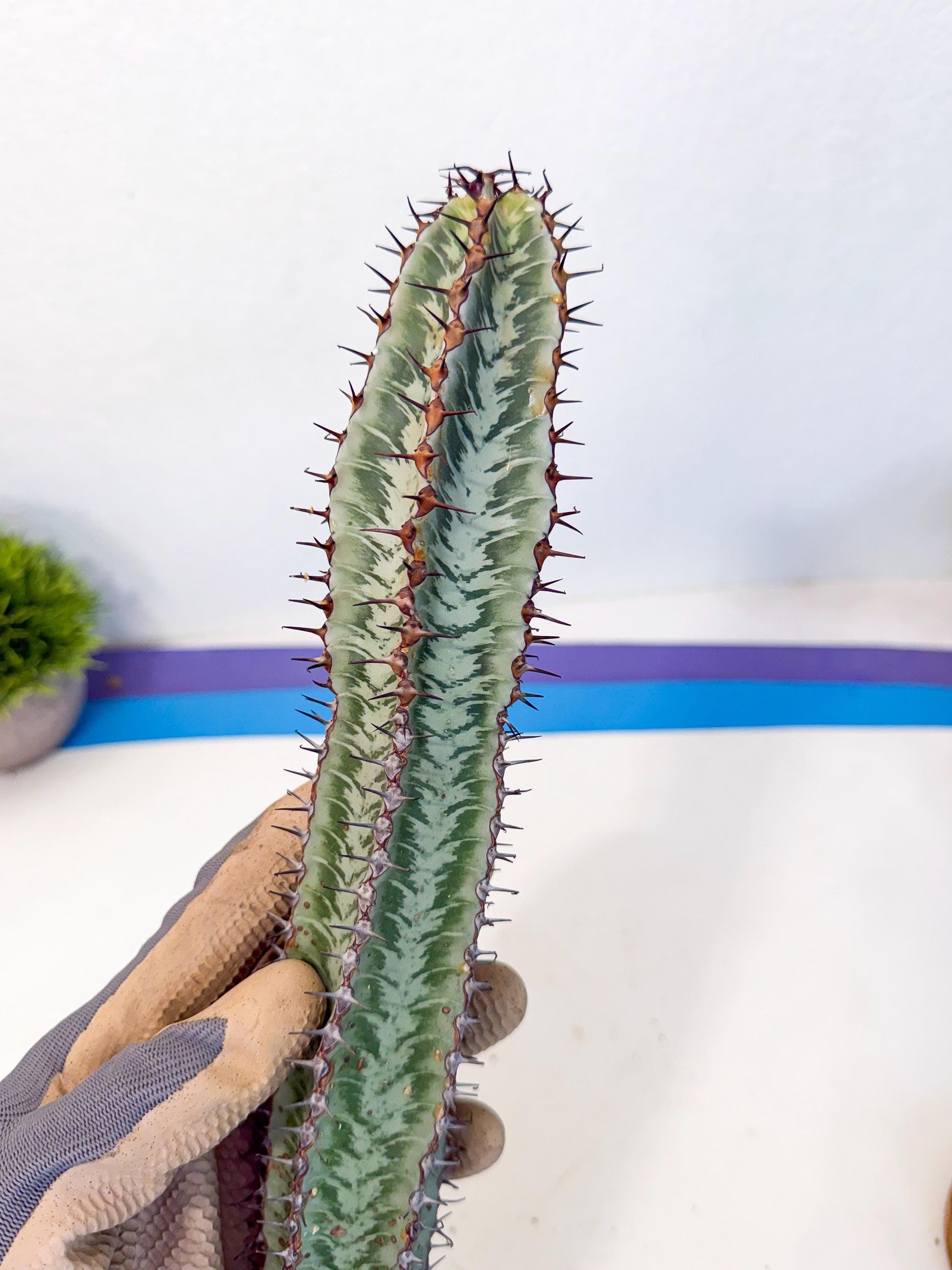 Euphorb Confinalis ssp. Rhodesia (002) | Rare Succulent