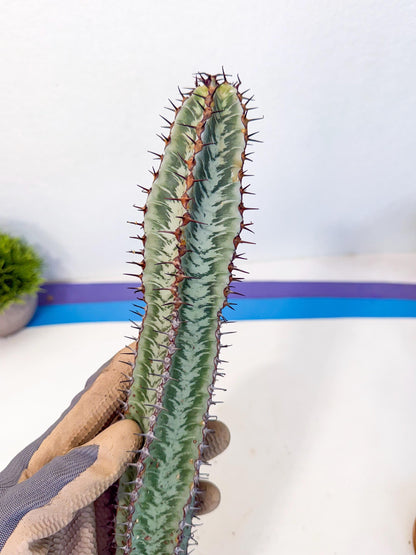 Euphorb Confinalis ssp. Rhodesia (002) | Rare Succulent