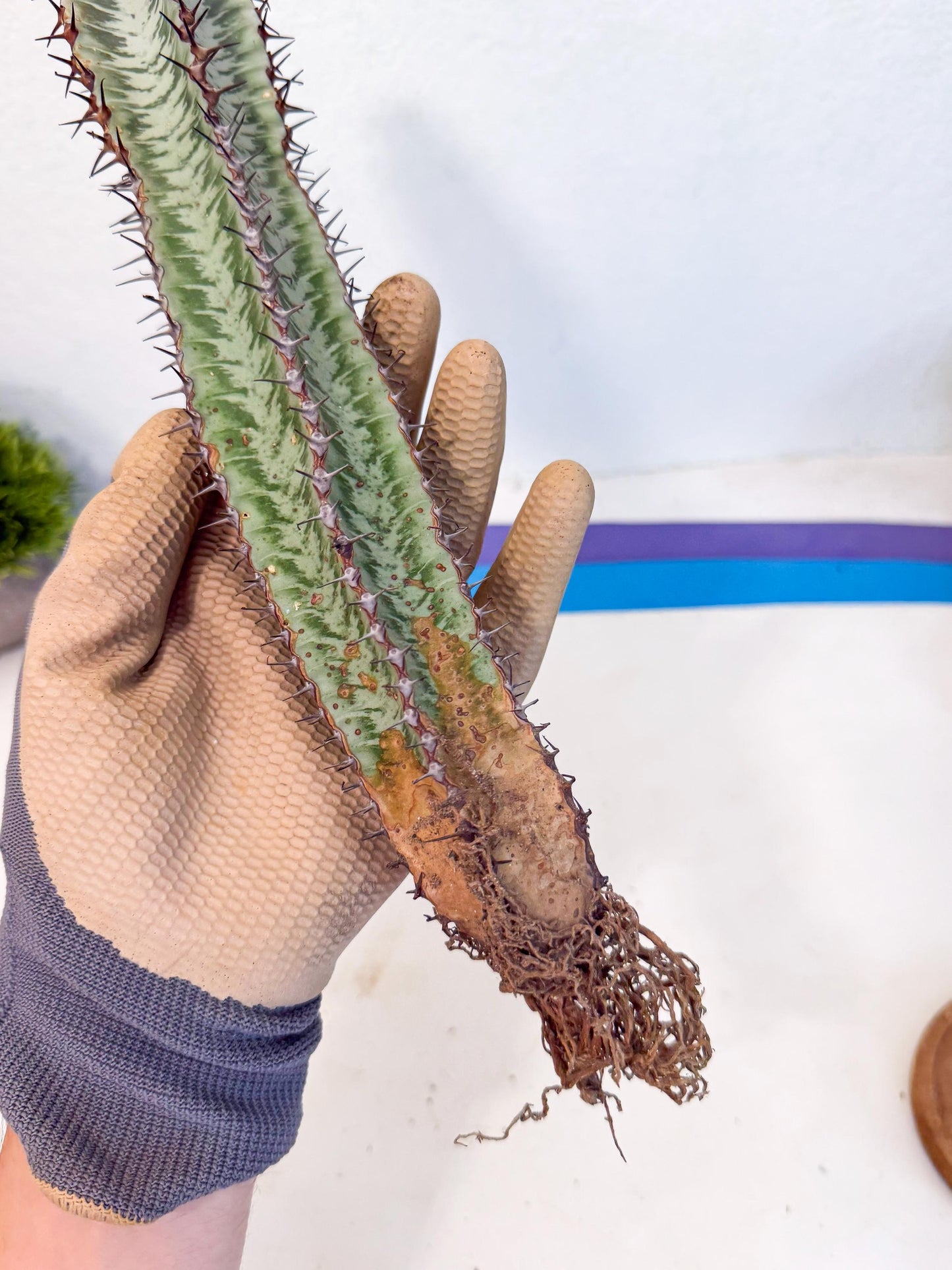 Euphorb Confinalis ssp. Rhodesia (002) | Rare Succulent