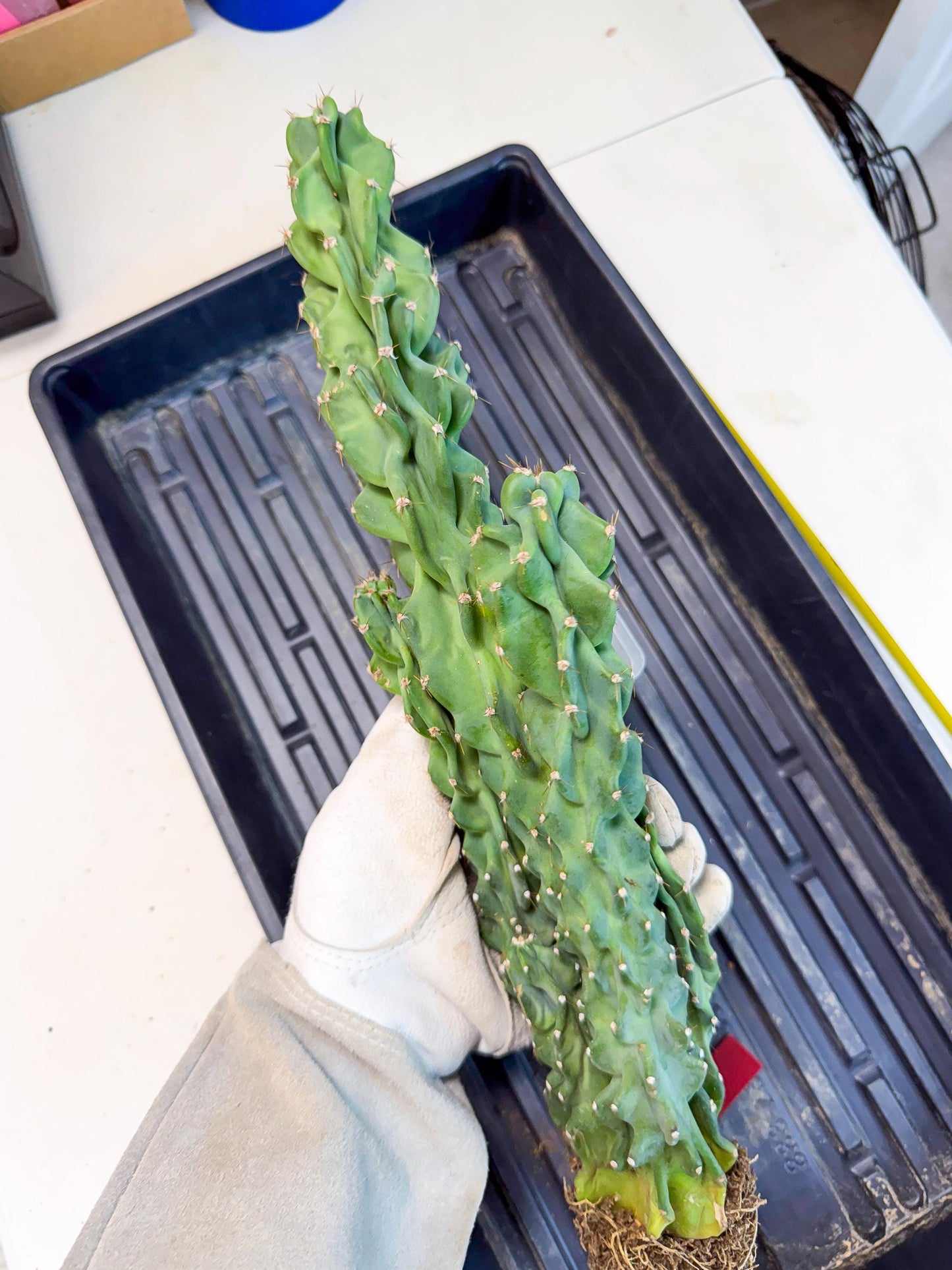 Cereus Peruvianus Monstrosus (rr) | Rare Cactus