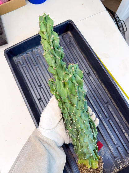 Cereus Peruvianus Monstrosus (rr) | Rare Cactus