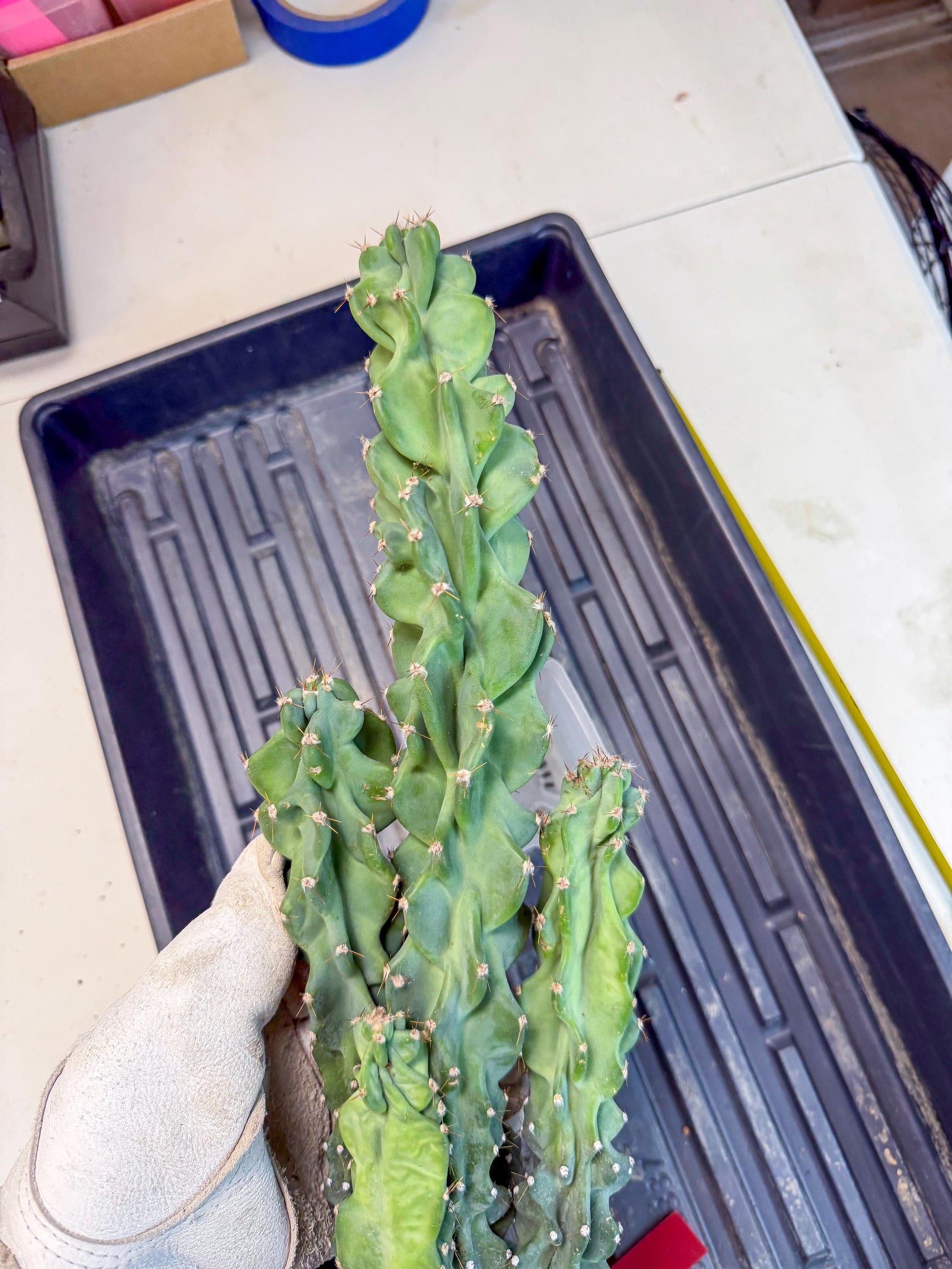 Cereus Peruvianus Monstrosus (rr) | Rare Cactus