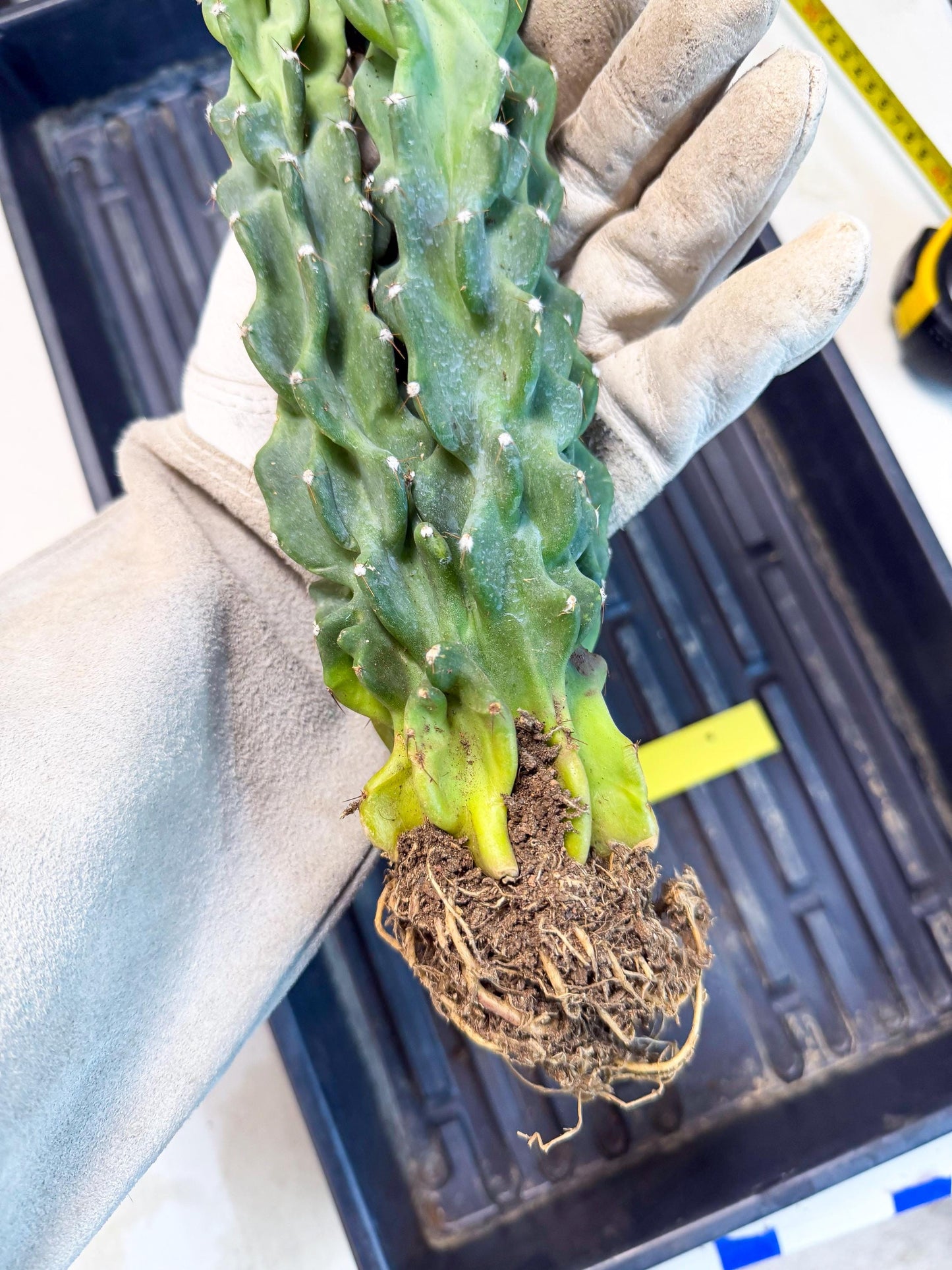 Cereus Peruvianus Monstrosus (yy) | Rare Cactus