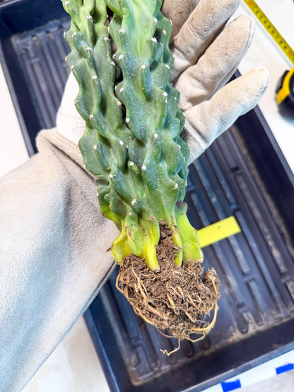 Cereus Peruvianus Monstrosus (yy) | Rare Cactus
