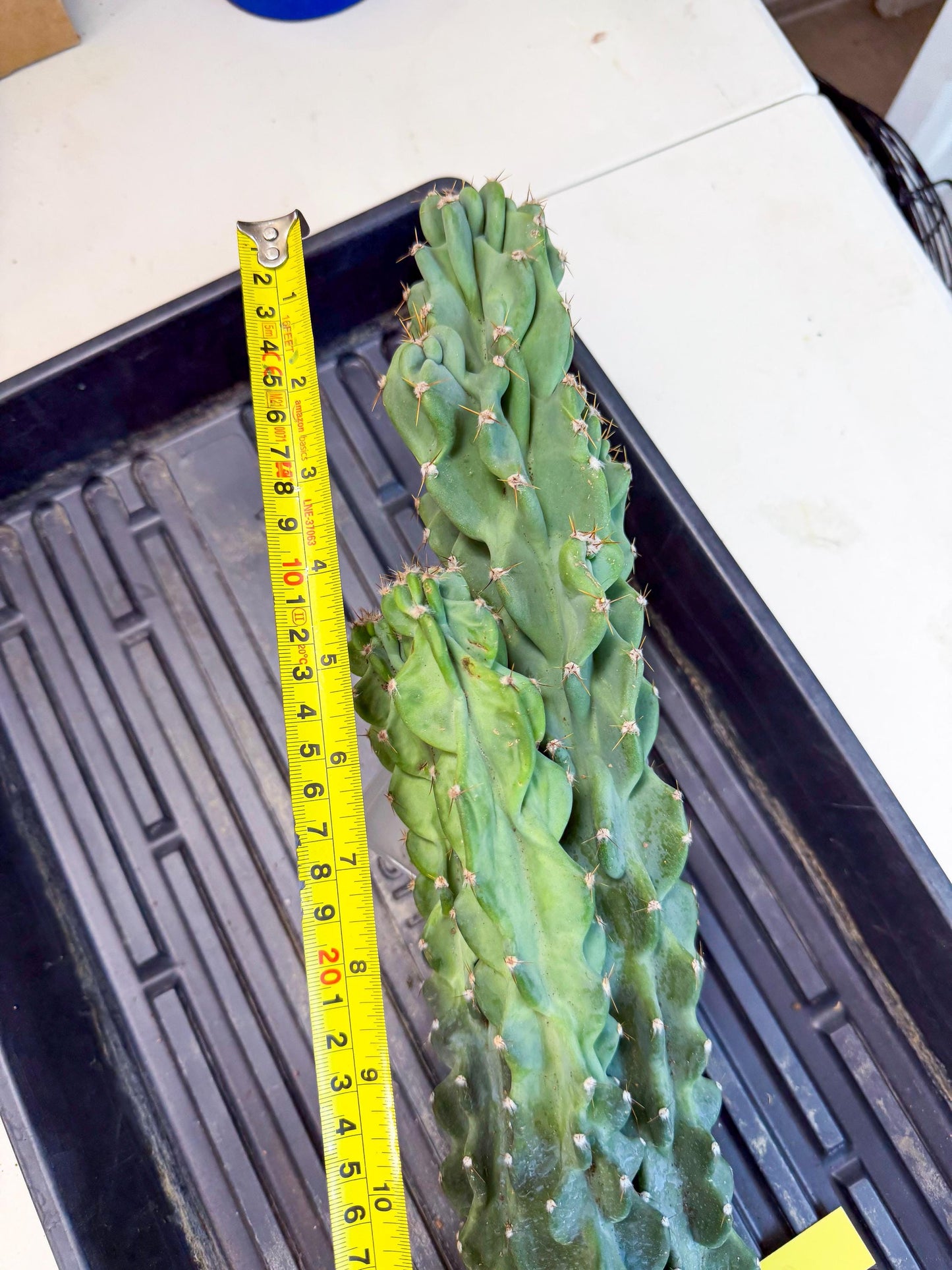 Cereus Peruvianus Monstrosus (yy) | Rare Cactus