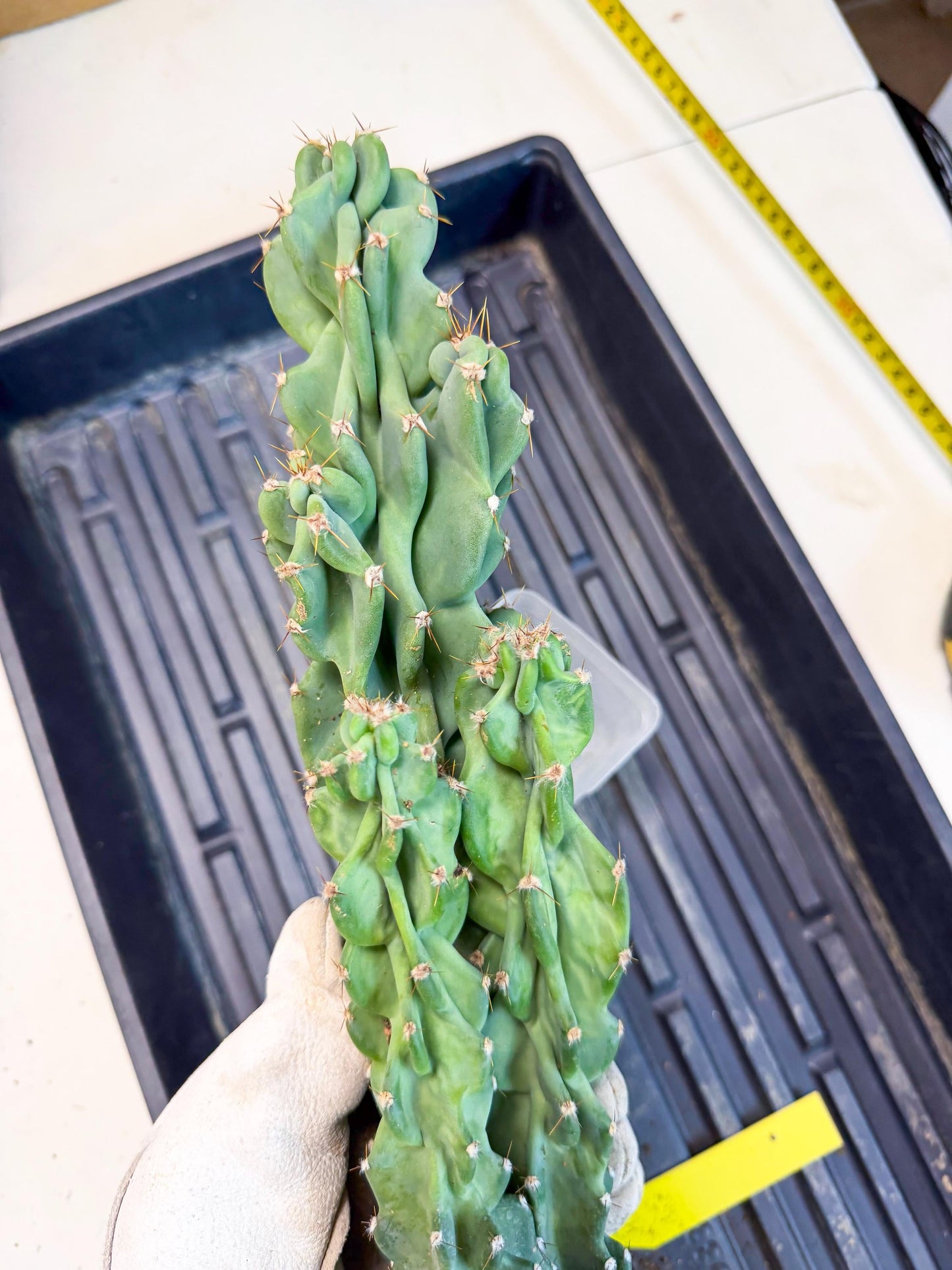 Cereus Peruvianus Monstrosus (yy) | Rare Cactus